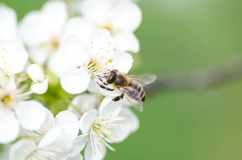 From Sneezing to Shock: Understanding Anaphylaxis During Utah's Brutal Pollen Season