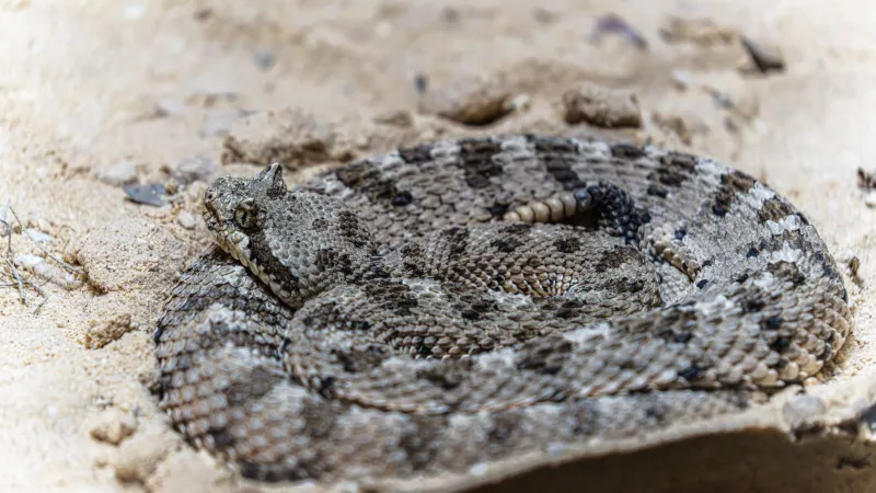 Coiled and Ready: Utah's Snake Season Safety Guide for Hikers, Campers, and Homeowners
